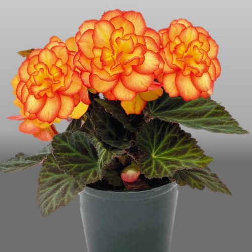 Begonia tuberhybrida 'Nonstop® Fire' - 	Mugulbegoonia 'Nonstop® Fire' P9/0,55L